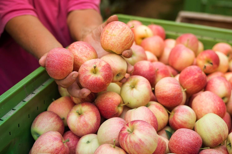 Personal din Asia pentru agricultura la cules de mere