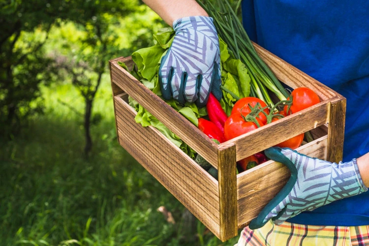 Personal din Asia pentru agricultura în solar