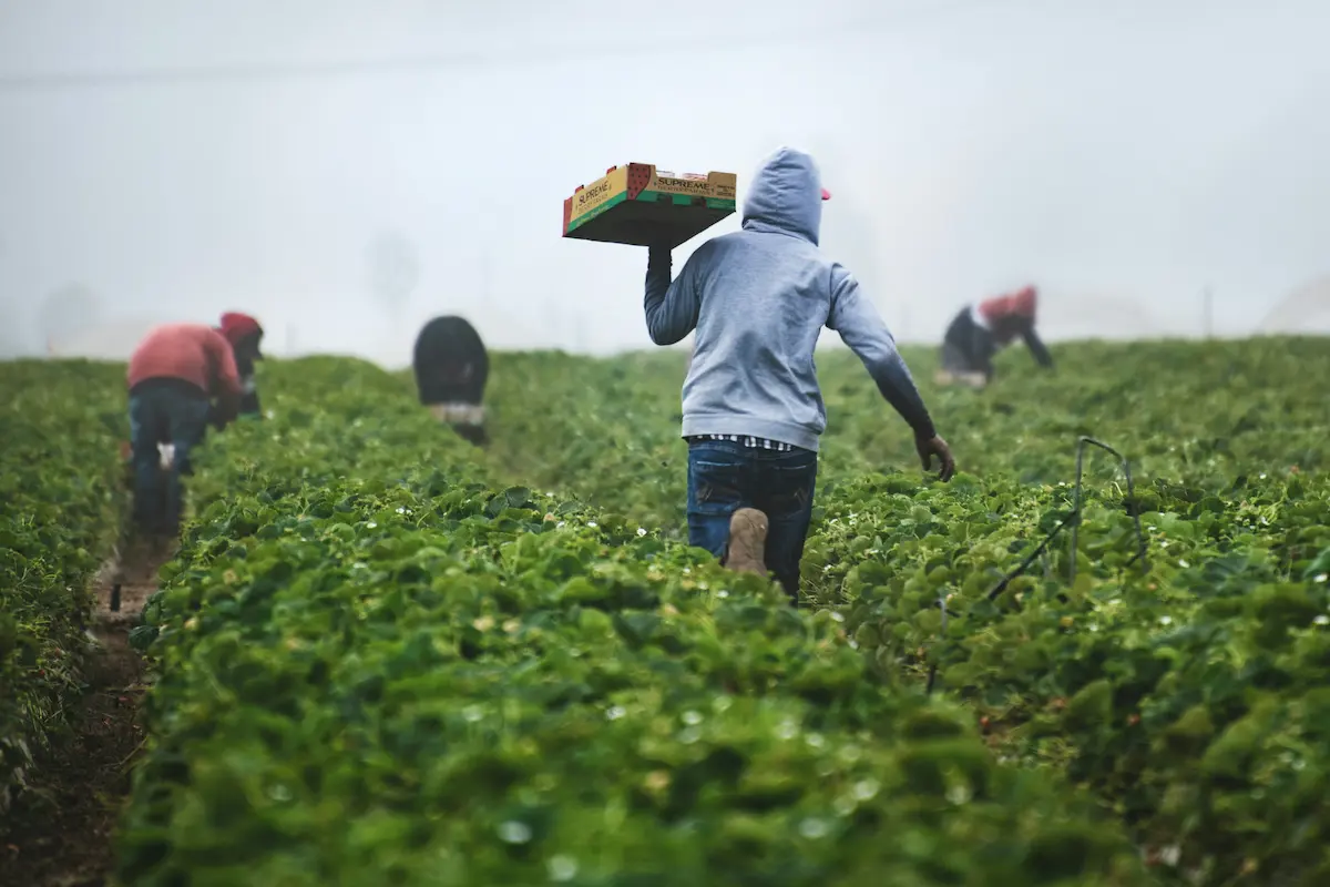 Agricultură