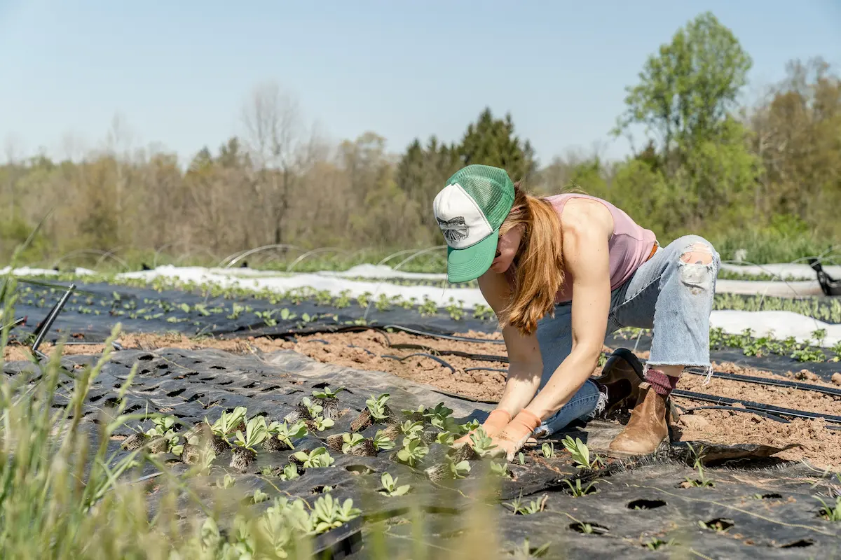 Muncitor asiatic plantând răsaduri la câmp în timpul lucrărilor agricole